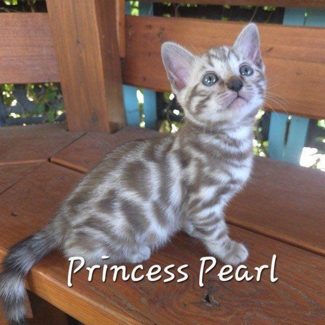 Glitter Charcoal TICA Bengal Kittens - Cuddly & Playful