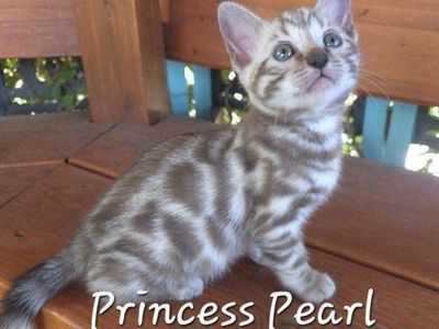 Glitter Charcoal TICA Bengal Kittens - Cuddly & Playful