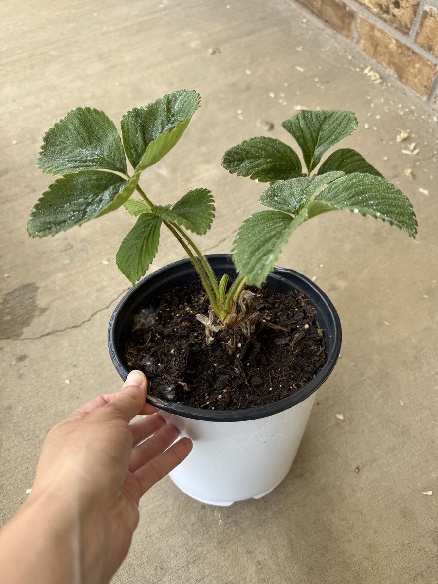 Strawberry Plants