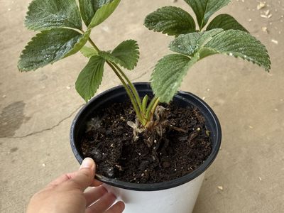 Strawberry Plants