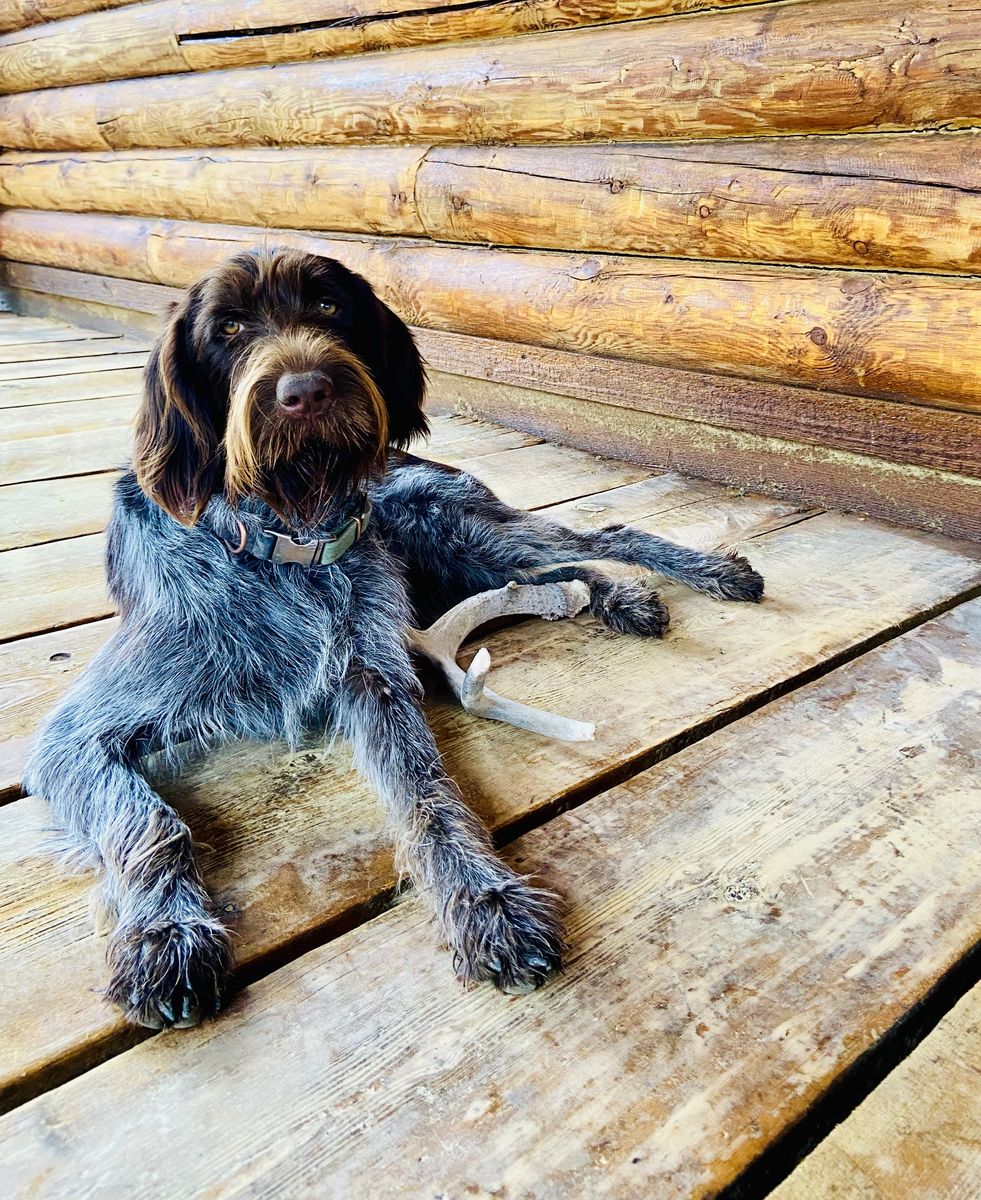 AKC-registered Wirehaired Pointing Griffon