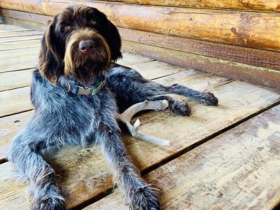 AKC-registered Wirehaired Pointing Griffon