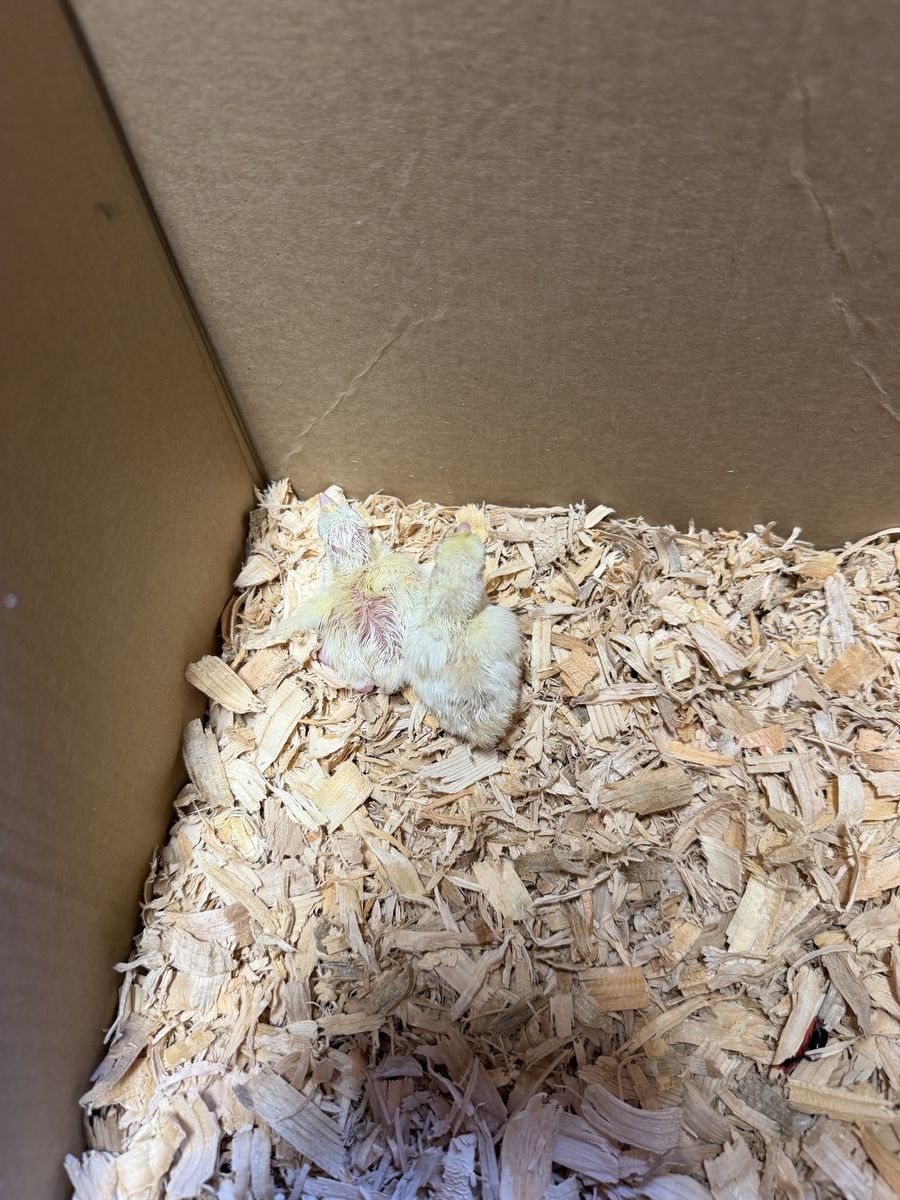 White Pheasant Chicks