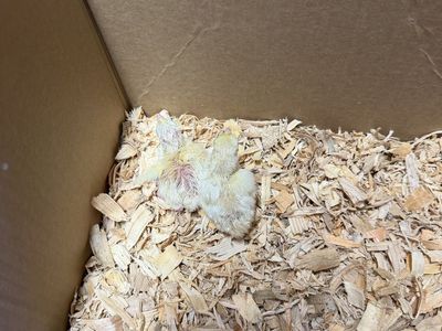 White Pheasant Chicks