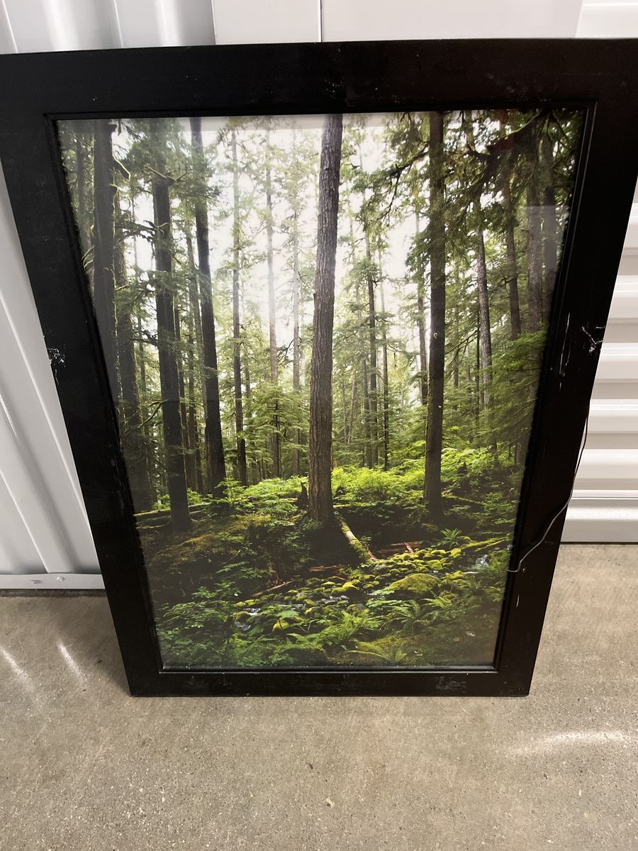 Framed Forest Wall Art - Large Nature Landscape Picture for Home Decor
