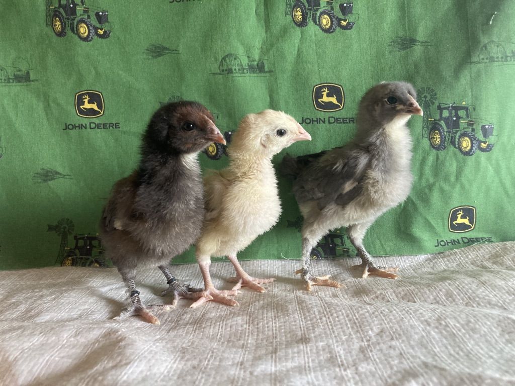 Olive Egger 4 Week Old Straight Run Chicks F1-F5