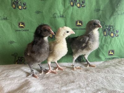 Olive Egger 4 Week Old Straight Run Chicks F1-F5