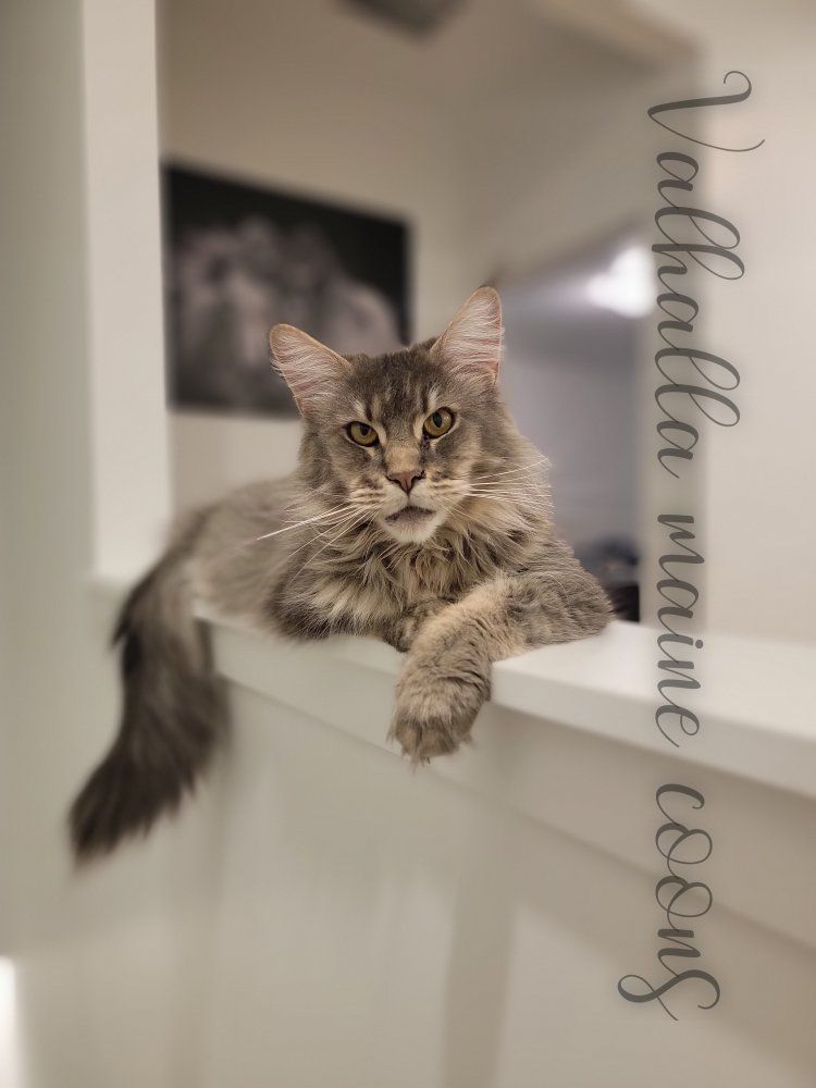 Maine Coons