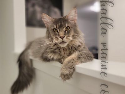 Maine Coons