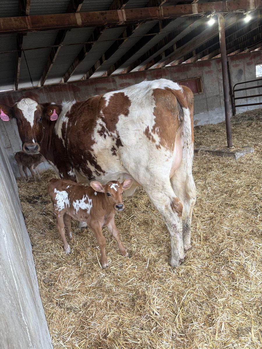 Registered A2A2 Ayrshire