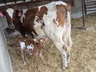 Registered A2A2 Ayrshire