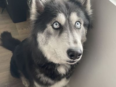 AKC Siberian Husky