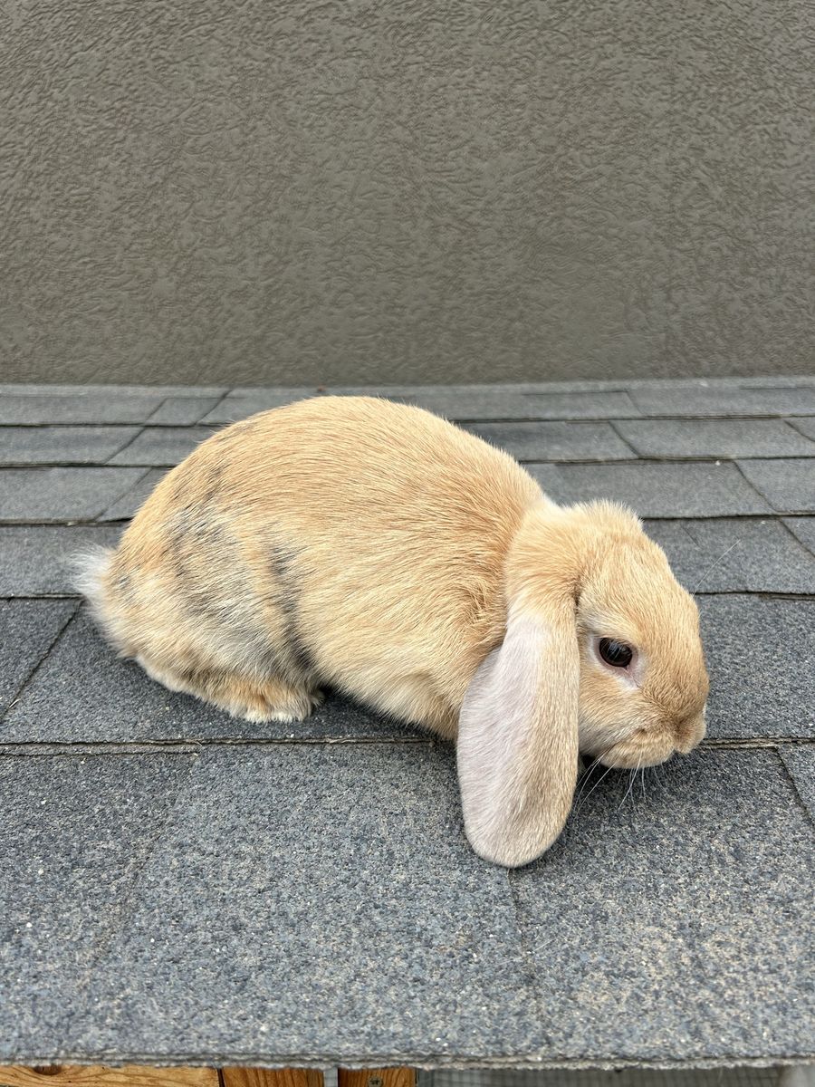 Harlequin Holland Lop buck 