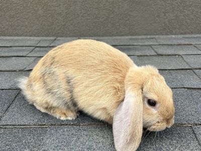 Harlequin Holland Lop buck