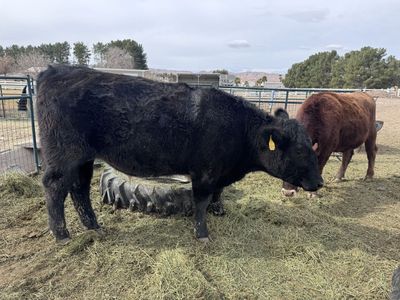 Butcher Ready Angus Steer