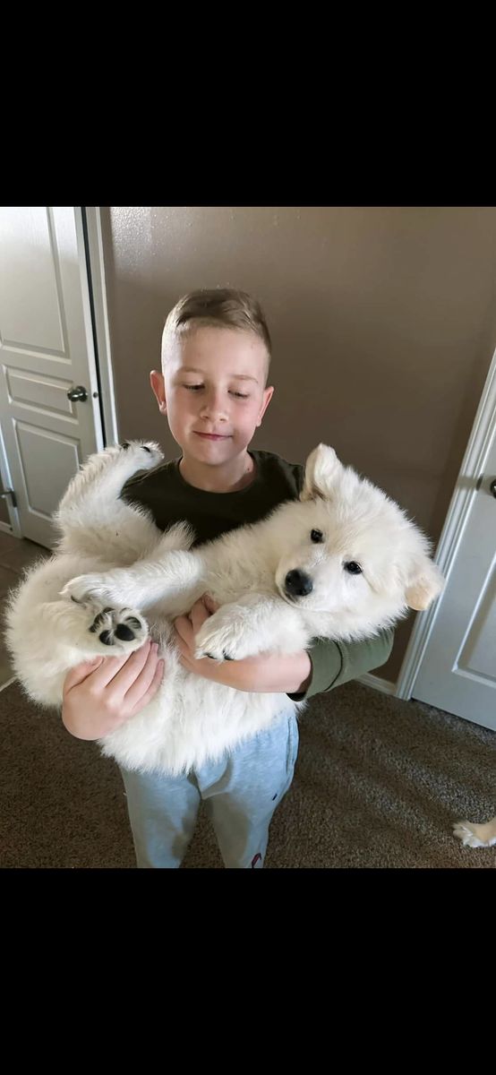 Swiss Shepherd puppies "unconfirmed"