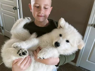 Swiss Shepherd puppies "unconfirmed"