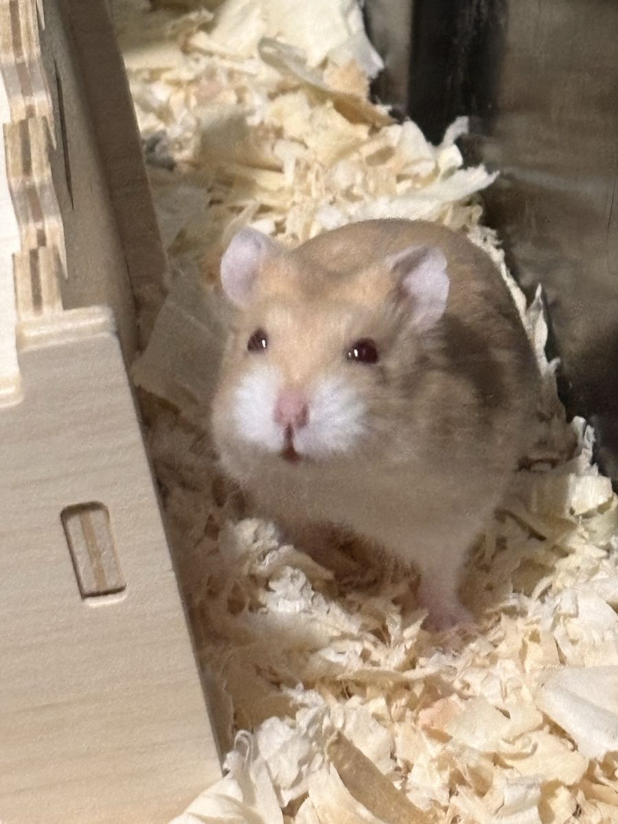 2 dwarf Hamsters for sale!! $75 OBO EVERYTHING PRICE NOT FIRM