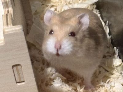 2 dwarf Hamsters for sale!! $75 OBO EVERYTHING PRICE NOT FIRM