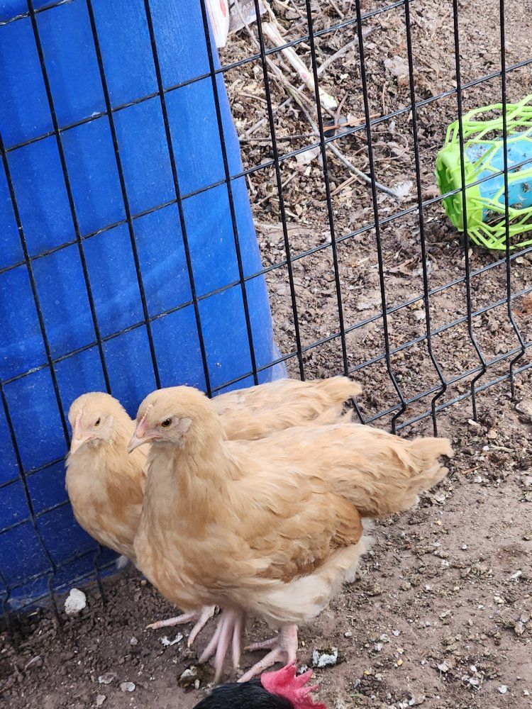 Pullets and Amaraucaun