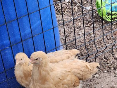 Pullets and Amaraucaun