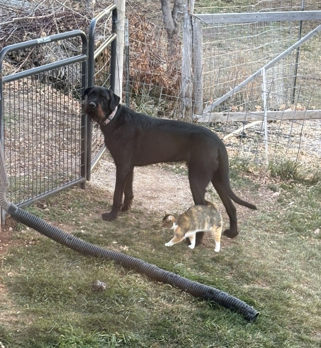 Giant schnauzer / Great Dane 1yr old 