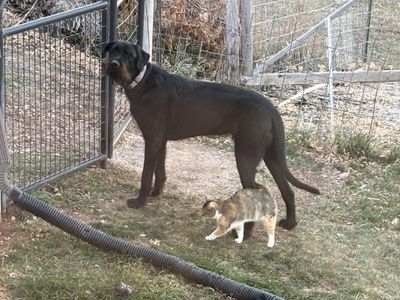 Giant schnauzer / Great Dane 1yr old