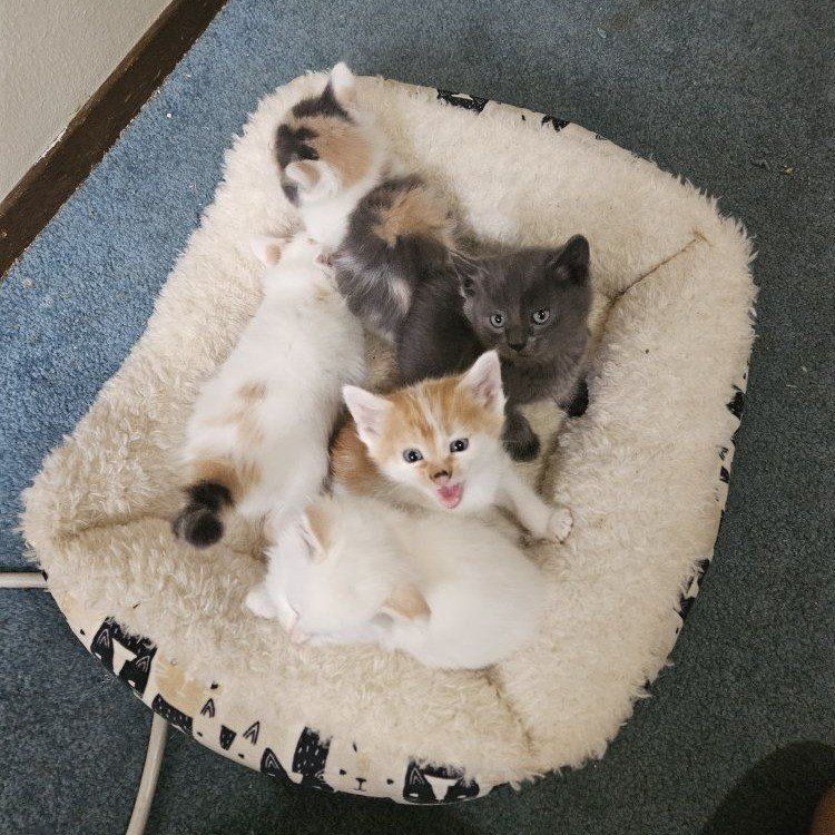 Fluffy Kittens!