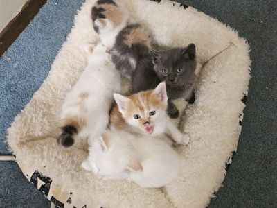 Fluffy Kittens!