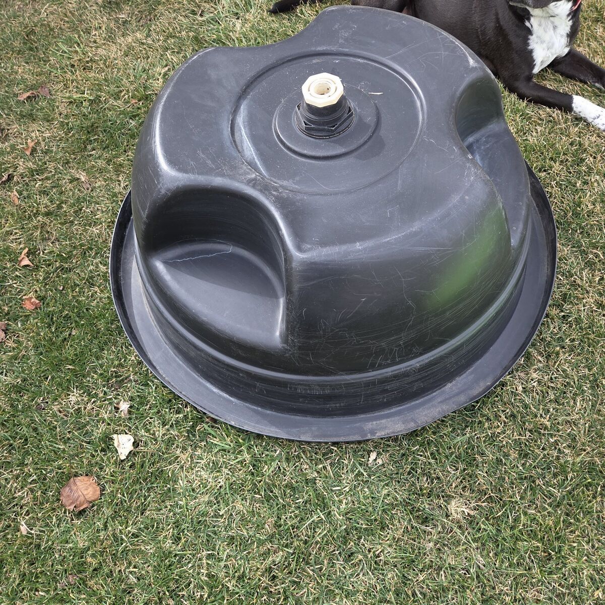 35 gallon pond plant