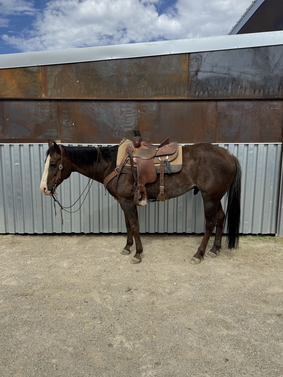 9yo Gelding rope/ranch horse