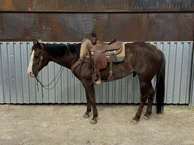 9yo Gelding rope/ranch horse