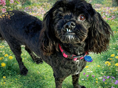 Rex - Lhasa Apso Mix - Available for Adoption