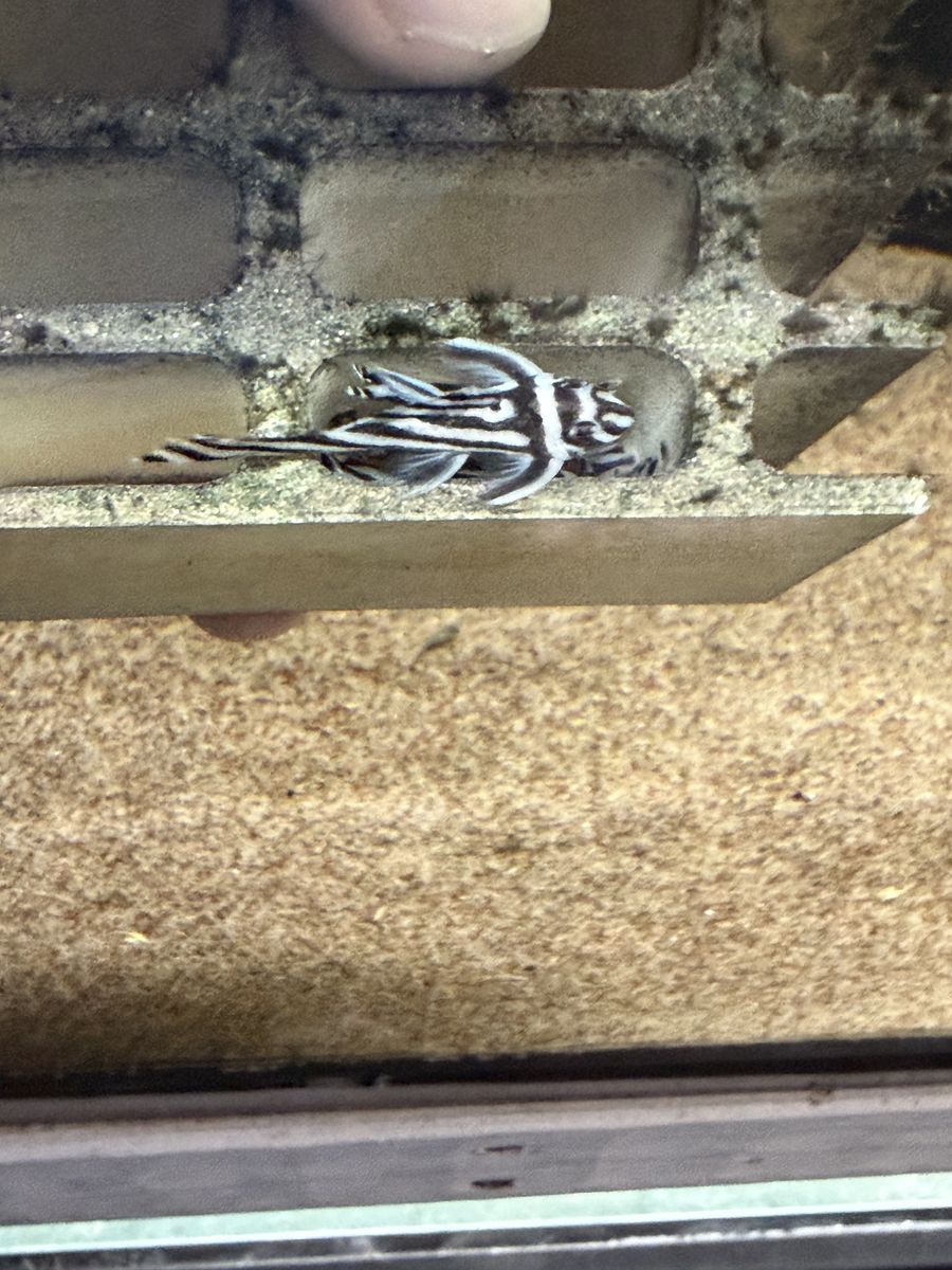 Zebra Pleco