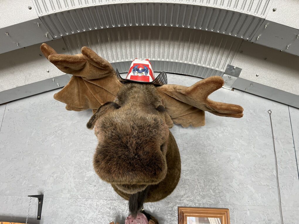 Plush Stuffed Moose Head