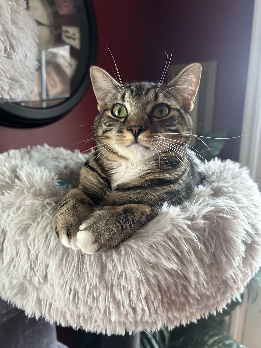 Cat to good home