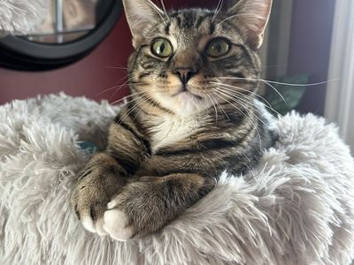 Cat to good home