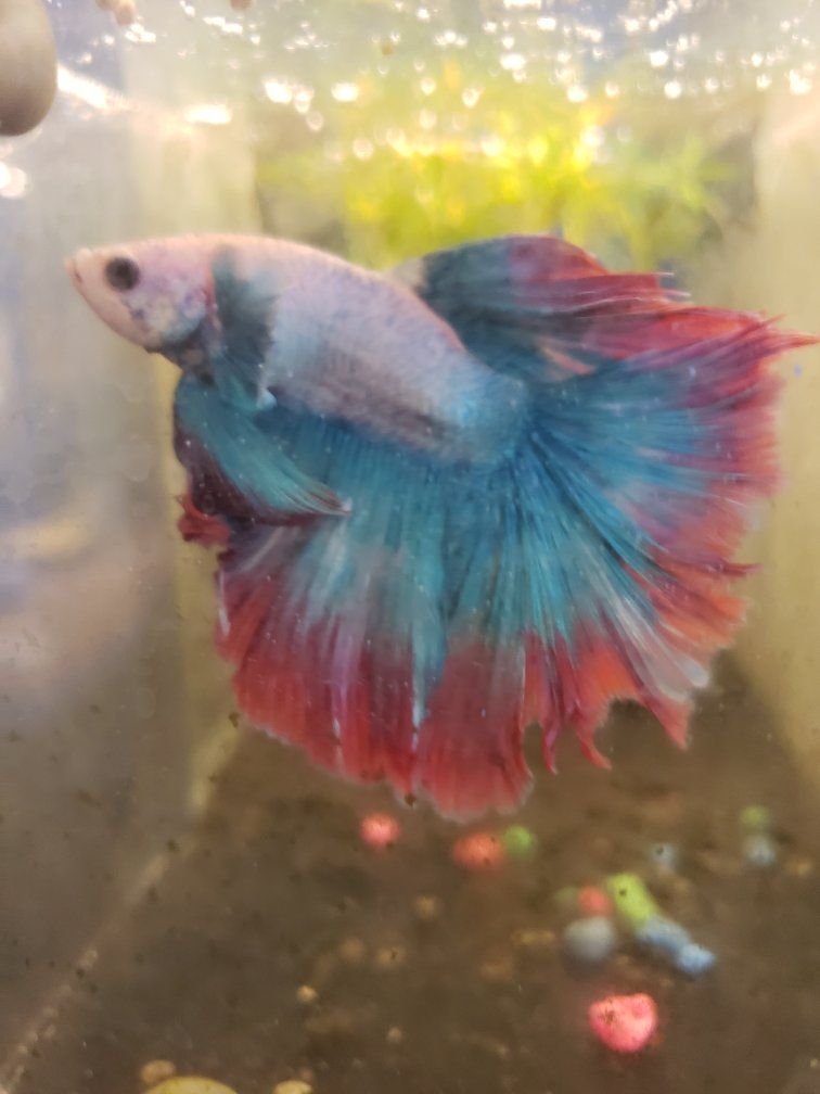 Beautiful Colorful import Male Betta Fish - Vibrant Blue & Red Halfmoon Tail