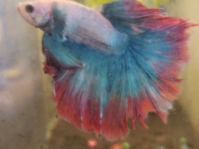 Beautiful Colorful import Male Betta Fish - Vibrant Blue & Red Halfmoon Tail