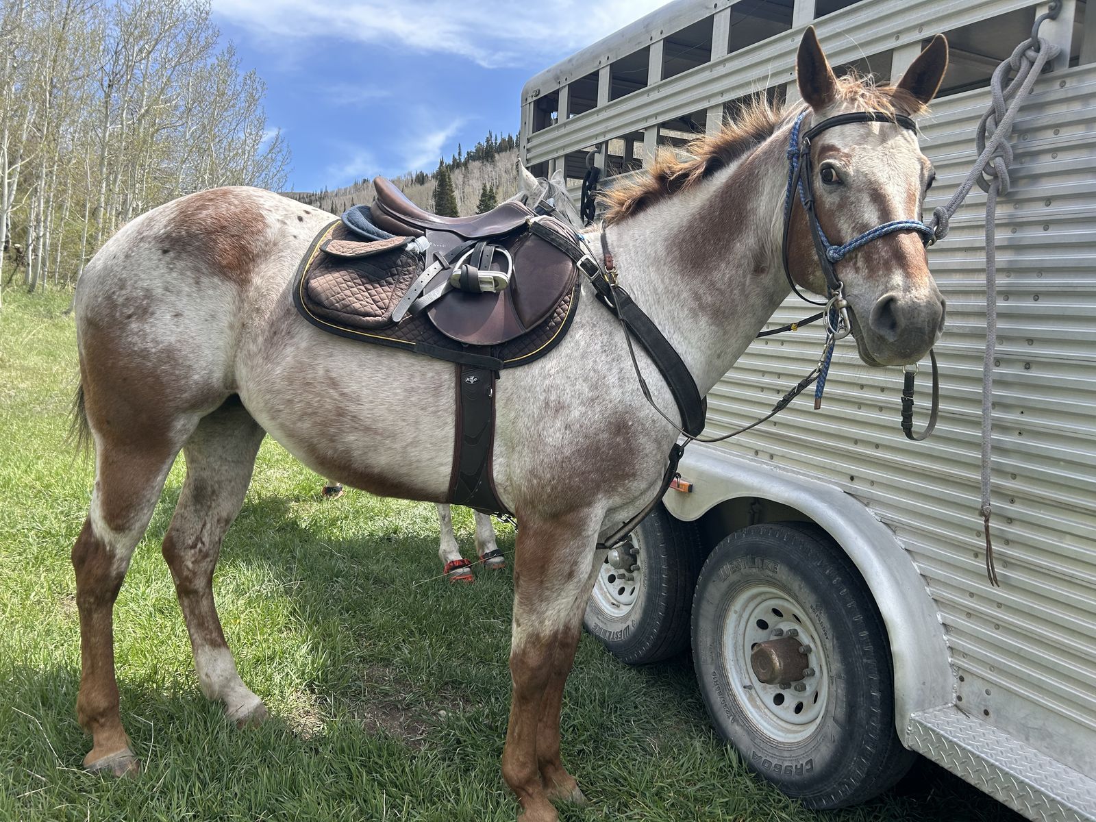 Mare For Lease!