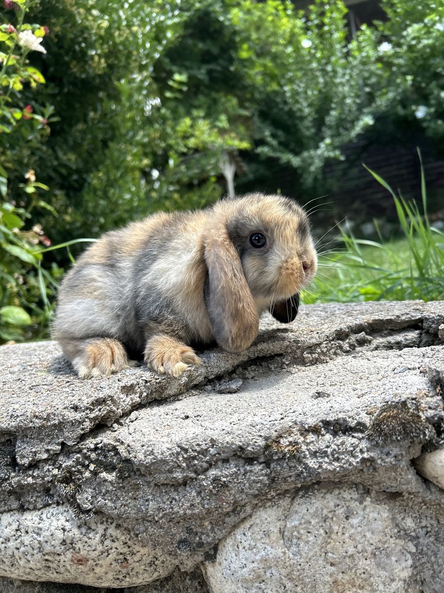 Holland lop Buck Pedigree ready to go!