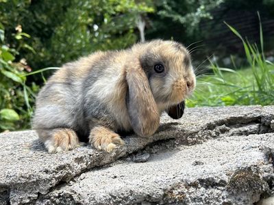 Holland lop Buck Pedigree ready to go!