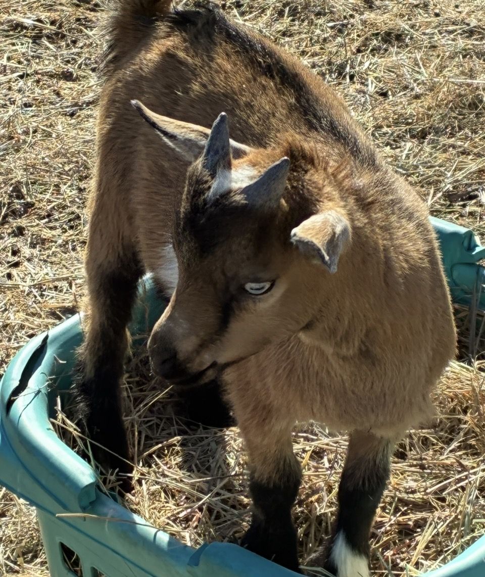 Two does.   Two bucks