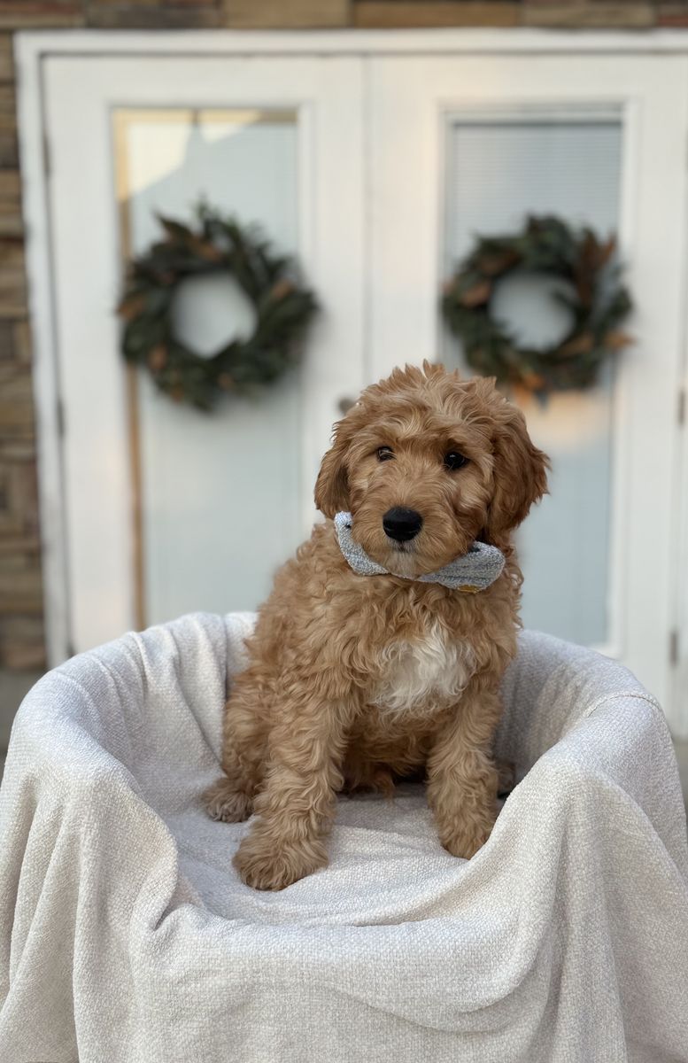 Mini Goldendoodle Puppy– Ready Now