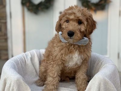Mini Goldendoodle Puppy– Ready Now