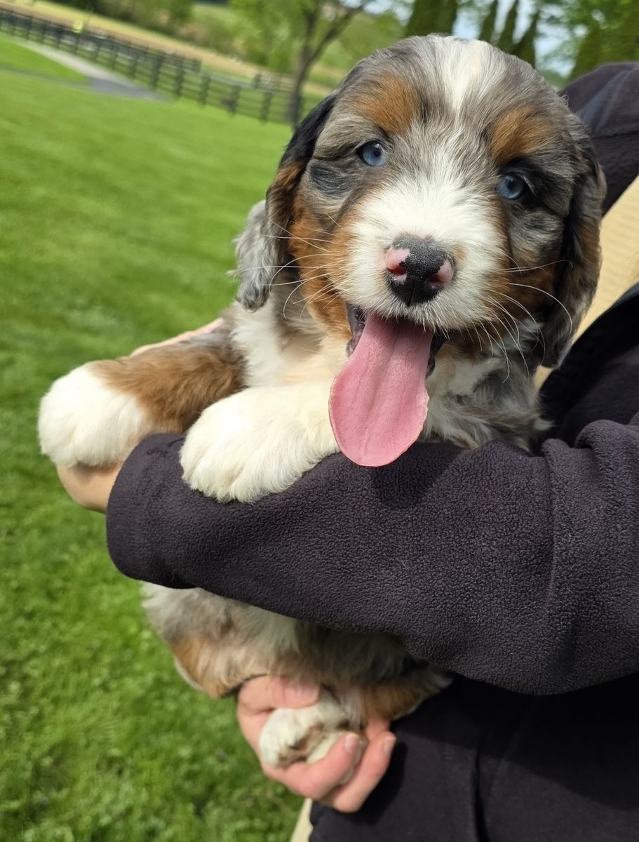 Boy Duke -  Mini Bernedoodle (Blue eyes) $2200