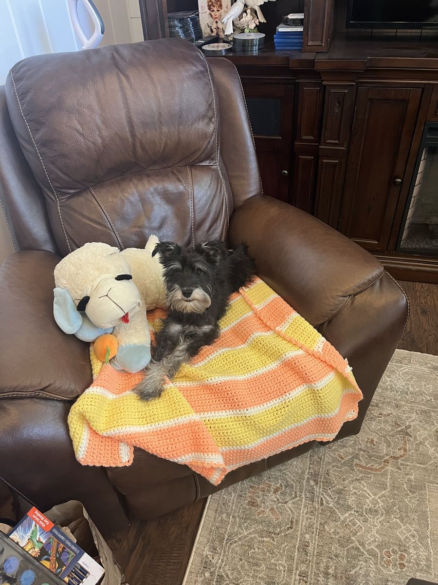 Miniature Schnauzer Male Not Fixed micro-chipped
