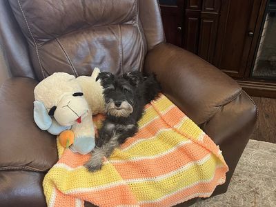 Miniature Schnauzer Male Not Fixed micro-chipped
