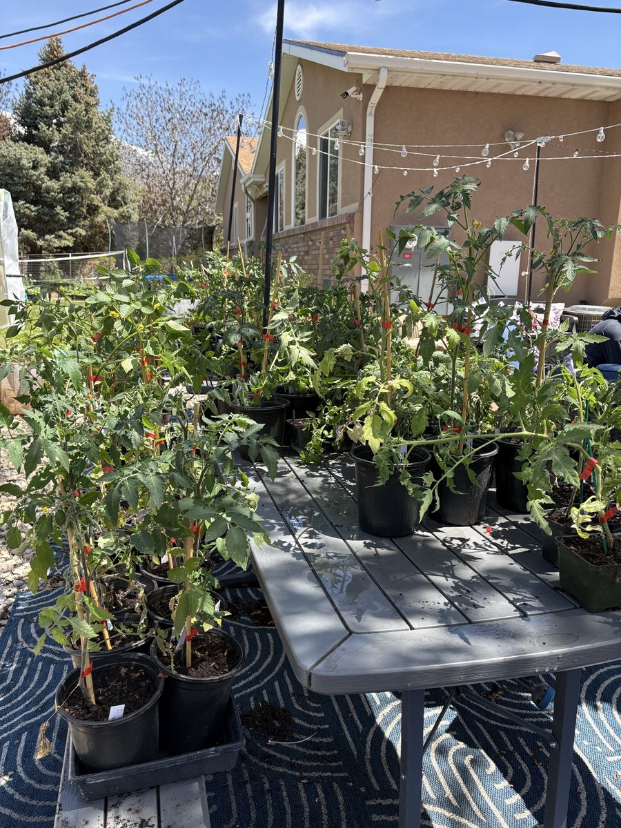 Plant Starts: Heirloom Tomatoes, Peppers, Tomatill