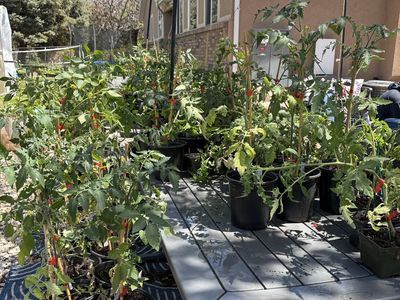 Plant Starts: Heirloom Tomatoes, Peppers, Tomatill